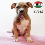 Knappe American Bully - pups te koop, Dieren en Toebehoren, 15 weken tot 1 jaar, Buitenland, CDV (hondenziekte), Meerdere