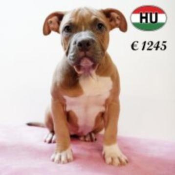 Knappe American Bully - pups te koop beschikbaar voor biedingen