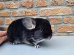 chinchilla : Prachtige Black Pearl bok, Dieren en Toebehoren, Mannelijk, Chinchilla, Tam