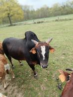 mini zeboe stier, Dieren en Toebehoren, Runderen, Mannelijk, 3 tot 6 jaar