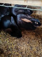 Belgische haas gekruist met vlinder, Dieren en Toebehoren