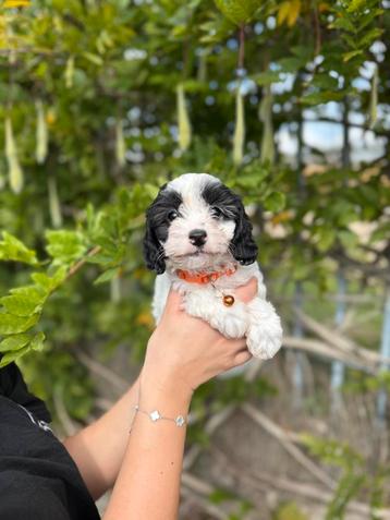 Prachtige cavapoo pups beschikbaar voor biedingen