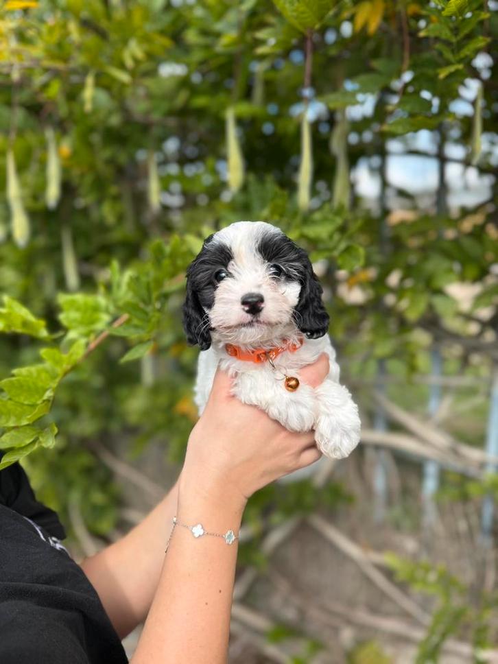 Prachtige cavapoo pups, Dieren en Toebehoren, Honden | Chihuahua's en Gezelschapshonden, Meerdere dieren, Overige rassen, Fokker | Professioneel