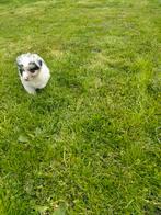 Prachtige australian Shepherd pups, Dieren en Toebehoren, Honden | Herdershonden en Veedrijvers, België, 8 tot 15 weken, CDV (hondenziekte)