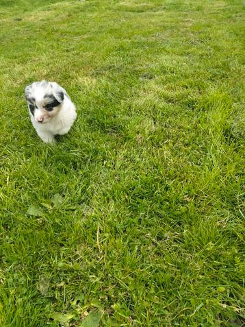 Prachtige australian Shepherd pups beschikbaar voor biedingen