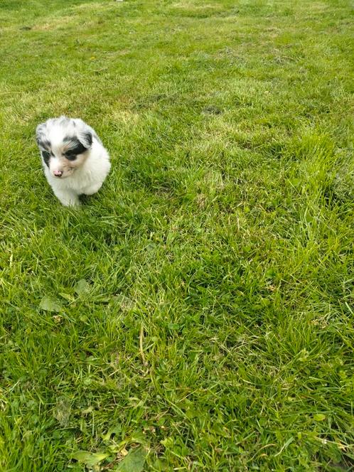 Prachtige australian Shepherd pups, Dieren en Toebehoren, Honden | Herdershonden en Veedrijvers, Meerdere dieren, Herder, Fokker | Professioneel