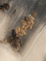 Lasius flavus + 1-10 ouvriers., Ophalen of Verzenden, Nieuw, Overige typen