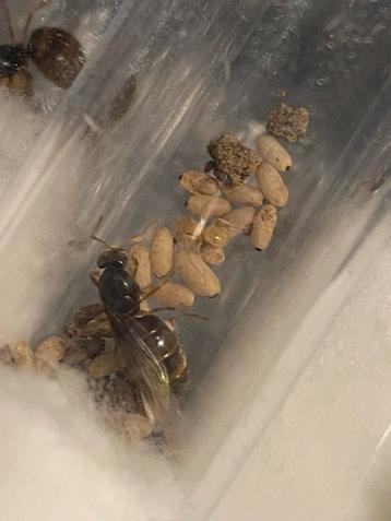Lasius flavus + 1-10 ouvriers. beschikbaar voor biedingen