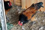 Vorwerk Hanen, Dieren en Toebehoren, Pluimvee, Mannelijk, Kip