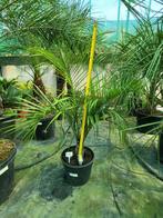 Dypsis decaryi, hauteur de la plante 90 cm, Jardin & Terrasse, Bulbes & Semences, Enlèvement ou Envoi