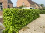 Beukenhaag 18 meter, Tuin en Terras, Planten | Struiken en Hagen, Ophalen, Beukenhaag, Haag