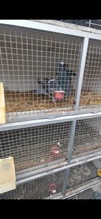 4 Spaanse duiven, Dieren en Toebehoren