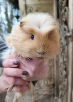 Sheltie cavia beer, Dieren en Toebehoren, Knaagdieren, Oktober, Mannelijk, Cavia