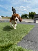 Lieve Beagle pup, Animaux & Accessoires, Chiens | Beagles, Bassets & Chiens courants, Plusieurs, Belgique, 8 à 15 semaines, Éleveur | Professionnel