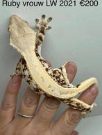 Wimpergekko, Dieren en Toebehoren