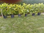 Brugmansia wit (noid), Tuin en Terras, Ophalen