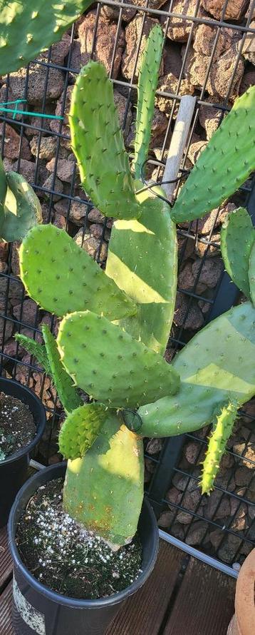 Grote cactus opuntia disponible aux enchères