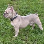 Franse Bulldog dekreu, Dieren en Toebehoren, België, Fokker | Hobbymatig, Reu, Eén hond