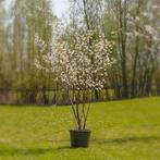 Amelanchier lamarckii/ krentenboompje 175/200 MRST, Tuin en Terras, Herfst, Halfschaduw, Overige soorten, Ophalen