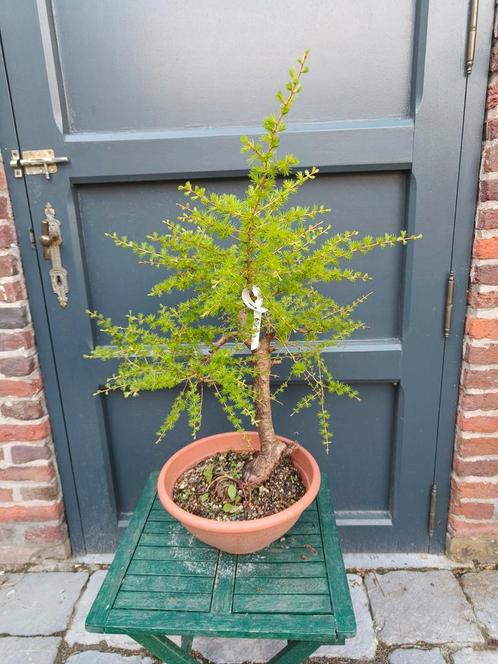 Larix bonsai, Tuin en Terras, Planten | Bomen, Ophalen of Verzenden