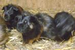 7 jonge cavia's, Mannelijk, Cavia, Tam