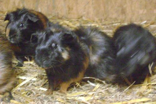 7 jonge cavia's, Dieren en Toebehoren, Knaagdieren, Mannelijk, Cavia, Tam