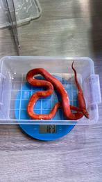 Bloodred piedsided vrouw rattenslang, Dieren en Toebehoren, Reptielen en Amfibieën, Slang, Tam, 3 tot 6 jaar