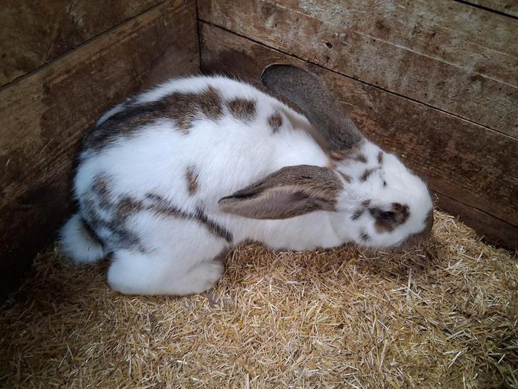 Vlinder voedster (vrouw), Dieren en Toebehoren, Konijnen, Groot, Vrouwelijk, 0 tot 2 jaar