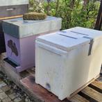 Essaim hiverné abeilles buckfast, Animaux & Accessoires, Autres accessoires pour animaux, Enlèvement