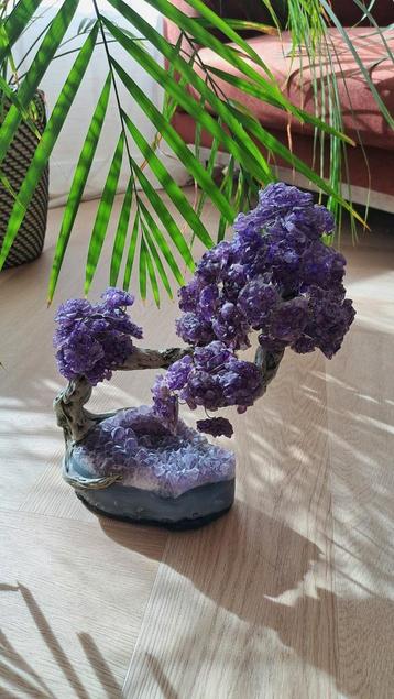 Amethyst boompje, Enlèvement