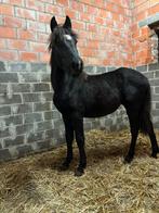 D-pony veulen, Dieren en Toebehoren, Hengst