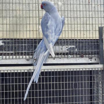 Halsband parkieten beschikbaar voor biedingen