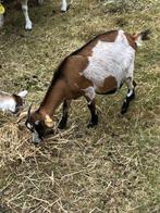 Moeder geit met lam, Dieren en Toebehoren, Schapen, Geiten en Varkens, Vrouwelijk, Geit, 3 tot 5 jaar