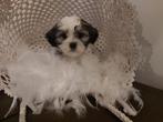 Shih Tzu pups, Dieren en Toebehoren, Honden | Chihuahua's en Gezelschapshonden, België, Overige rassen, CDV (hondenziekte), 8 tot 15 weken