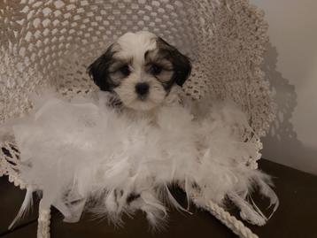 Chiots Shih Tzu, Autres races, Plusieurs, Parvovirose, Belgique