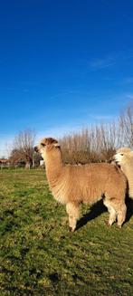 Étalon en alpaga à vendre beige, Juin, Mâle