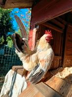 Sierkip serama haantjes, Dieren en Toebehoren, Pluimvee