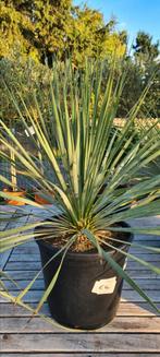 Yucca Rostrata - palmlelie, Ophalen