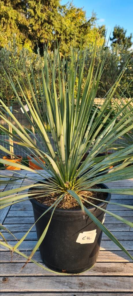 Yucca Rostrata - palmlelie, Tuin en Terras, Planten | Bomen, Ophalen