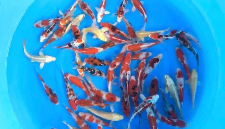 Mooie Tosai mix van Sakazume voordelig thuis geleverd., Dieren en Toebehoren, Vissen | Vijvervissen, Karper of Koi