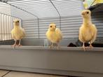 Witte pauwen (kuikens), Dieren en Toebehoren, Pluimvee, Geslacht onbekend, Overige soorten