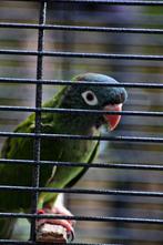 Conure a tête bleu eam, Dieren en Toebehoren, Ophalen