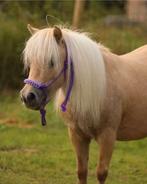 Super lieve en mooie palomino shetlander merrie, Dieren en Toebehoren, Pony's, Merrie, Gechipt