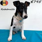 Fox Anglais, Ratatouille & Rataplan - mâles (belges), 15 semaines à 1 an, Commerçant, Chien (mâle), Autres races