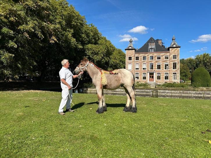 Trekpaard hengstveulen, Dieren en Toebehoren, Paarden, Hengst, 0 tot 2 jaar, Met stamboom, Gechipt, Ontwormd