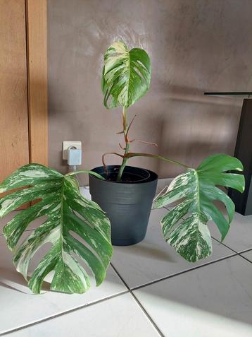 Monstera variegata