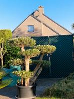 Prachtige olijfboom Plato te koop., Tuin en Terras, Planten | Bomen, Ophalen, Olijfboom