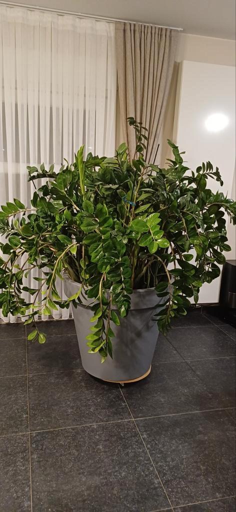 Kamerplant, Huis en Inrichting, Kamerplanten, Palm, Ophalen