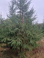 Grote kerstbomen te koop, Ophalen