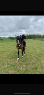 D pony te koop, Dieren en Toebehoren, Paarden, Merrie, Ontwormd